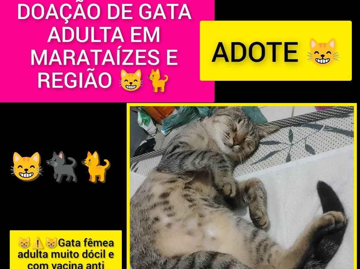 Gato raça SRD-ViraLata idade 4 anos nome Tigresa 