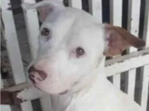 Cachorro raça SRD-ViraLata idade 1 ano nome Moisés 