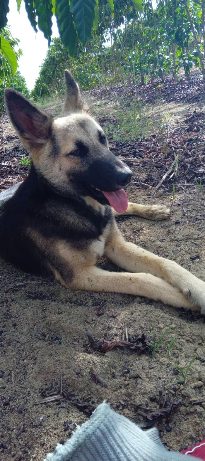 Cachorro raça Pastor Alemão idade 1 ano nome Lucky 