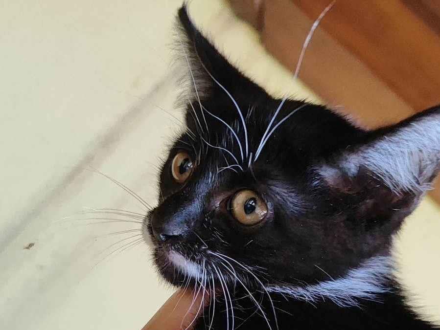 Gato raça SRD-ViraLata idade Abaixo de 2 meses nome Ziá