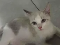 Gato raça SRD-ViraLata idade Abaixo de 2 meses nome Branquinho
