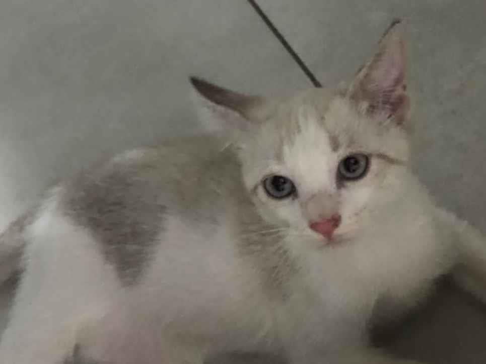 Gato raça SRD-ViraLata idade Abaixo de 2 meses nome Branquinho