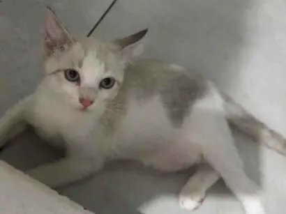 Gato raça SRD-ViraLata idade Abaixo de 2 meses nome Branquinho