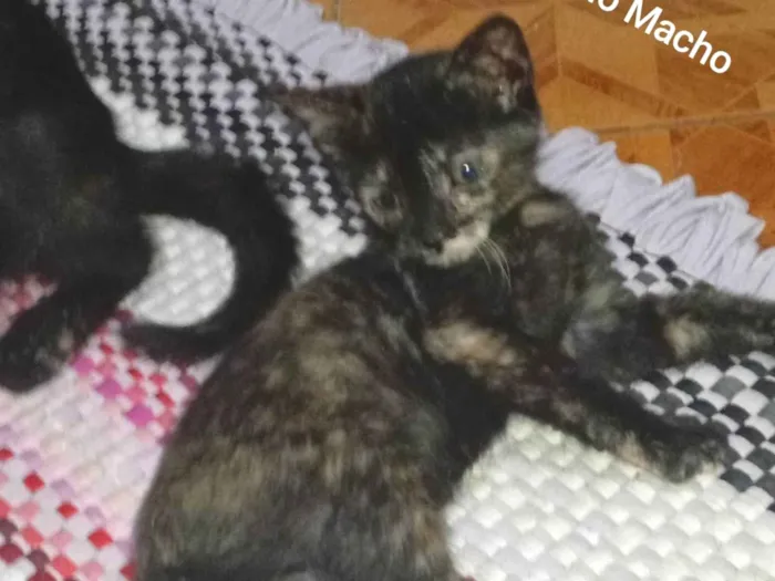 Gato raça SRD-ViraLata idade 2 a 6 meses nome Sem nome