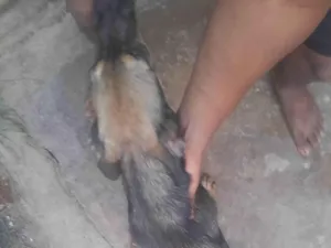 Cachorro raça Pastor Alemão idade 2 a 6 meses nome Killer 