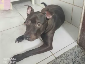 Cachorro raça Pit-Bull idade 1 ano nome Zeus 