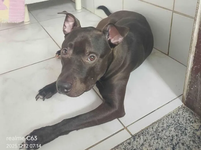 Cachorro raça Pit-Bull idade 1 ano nome Zeus 