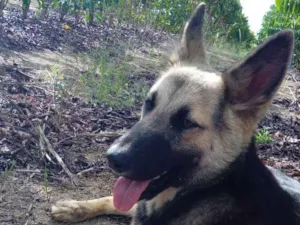 Cachorro raça Pastor Alemão idade 1 ano nome Lucky 