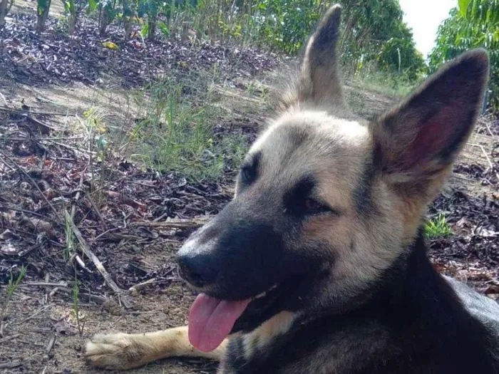 Cachorro raça Pastor Alemão idade 1 ano nome Lucky 