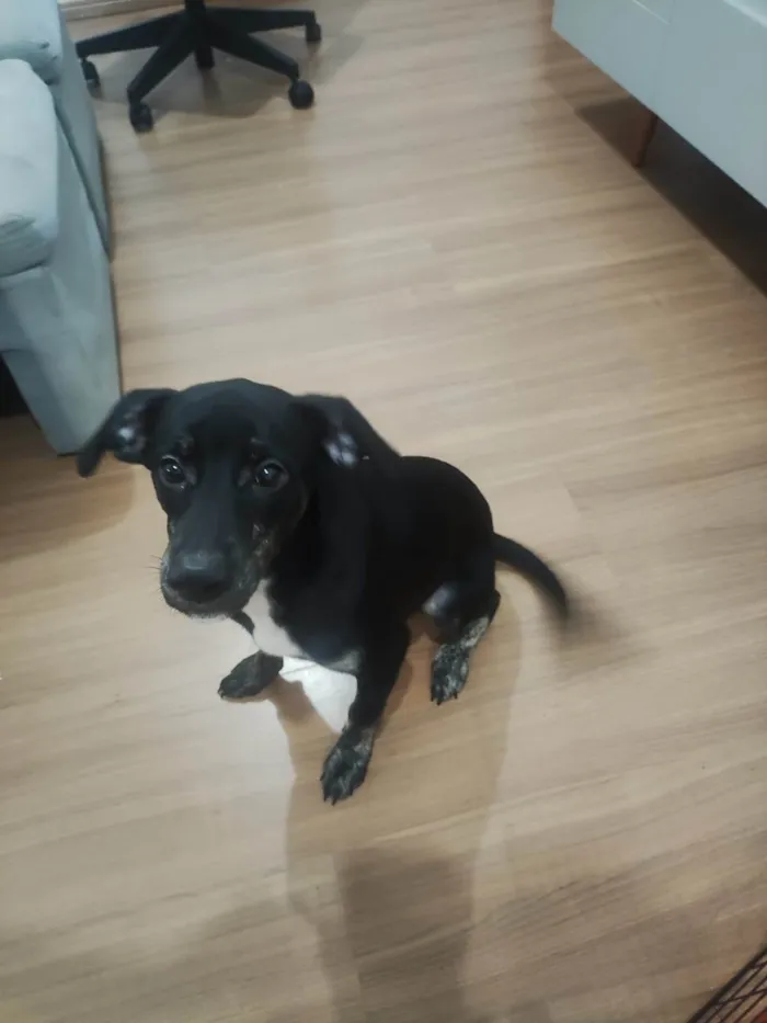 Cachorro raça SRD-ViraLata idade 2 a 6 meses nome Ozzy