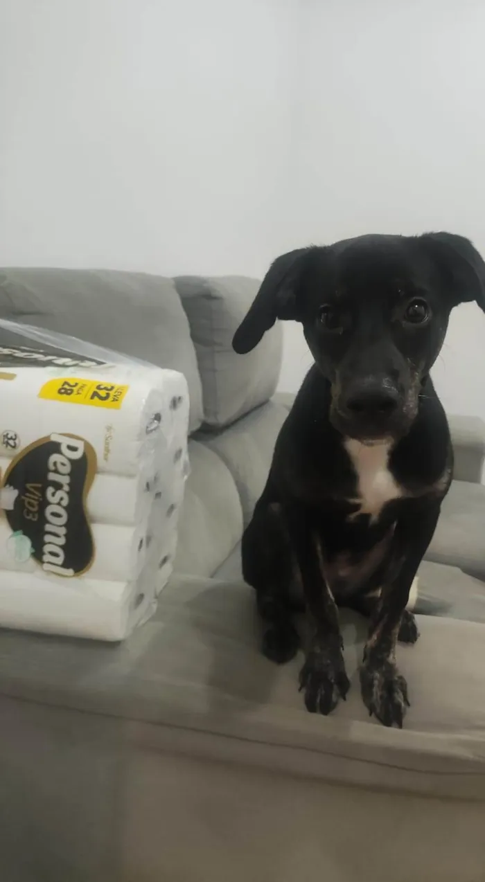 Cachorro raça SRD-ViraLata idade 2 a 6 meses nome Ozzy