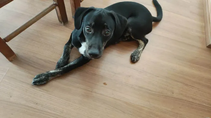 Cachorro raça SRD-ViraLata idade 2 a 6 meses nome Ozzy