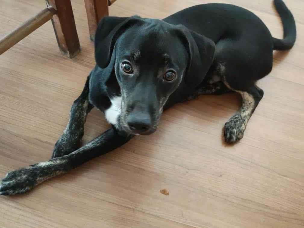 Cachorro raça SRD-ViraLata idade 2 a 6 meses nome Ozzy