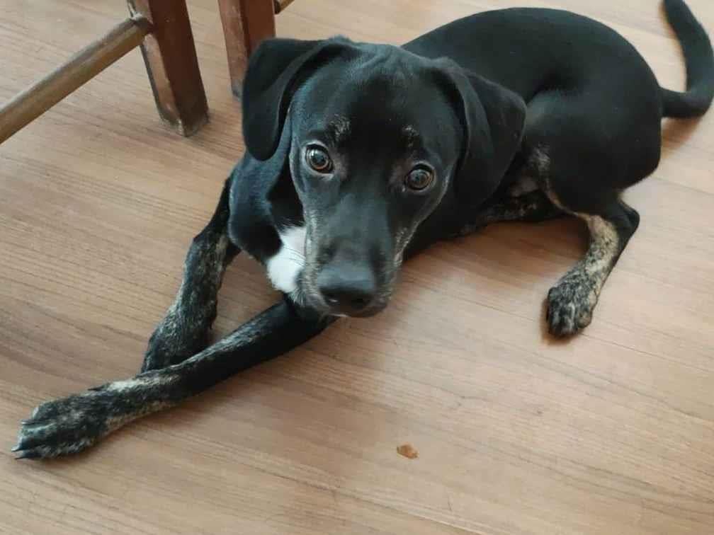Cachorro raça SRD-ViraLata idade 2 a 6 meses nome Ozzy