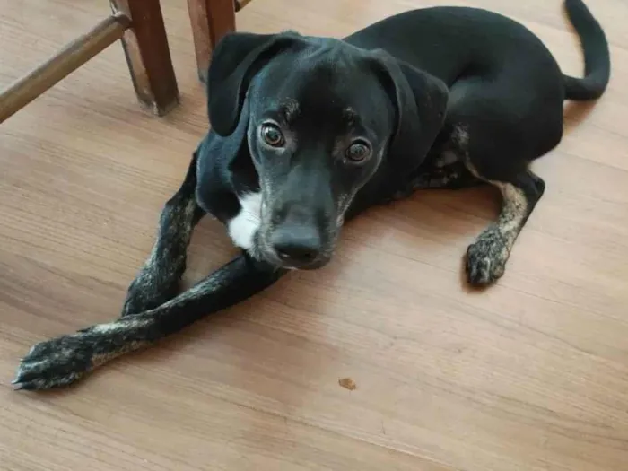 Cachorro raça SRD-ViraLata idade 2 a 6 meses nome Ozzy
