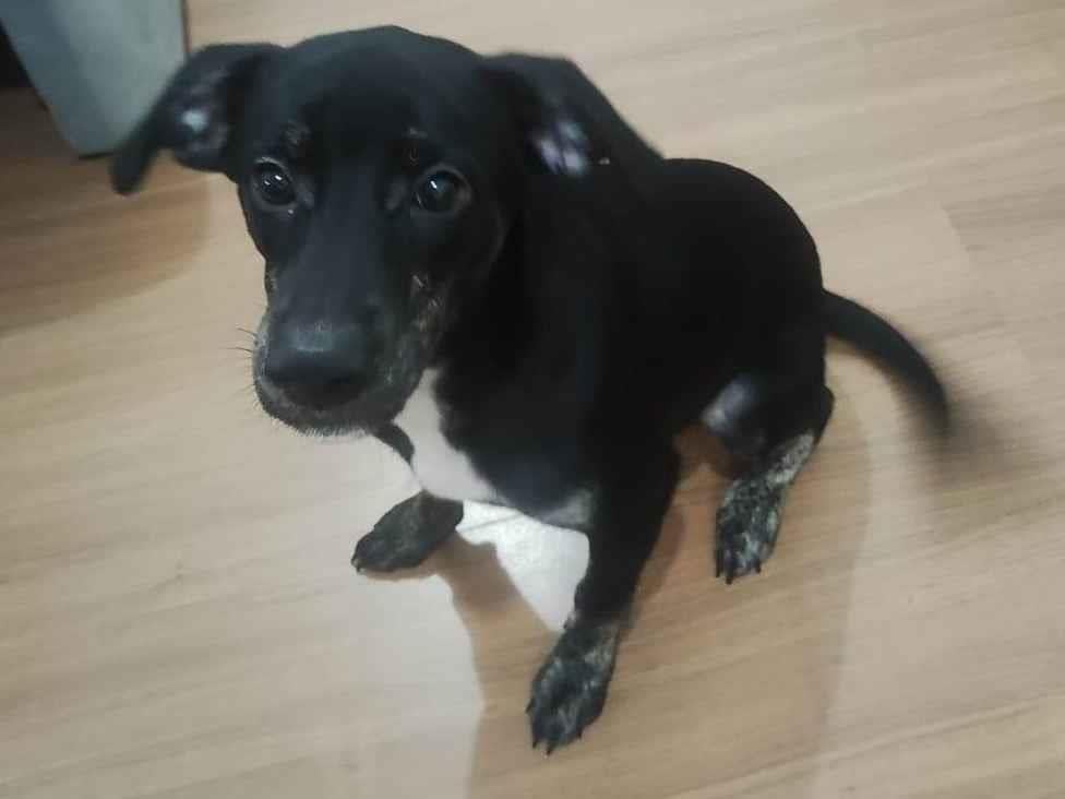 Cachorro raça SRD-ViraLata idade 2 a 6 meses nome Ozzy