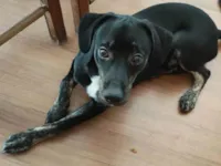 Cachorro raça SRD-ViraLata idade 2 a 6 meses nome Ozzy