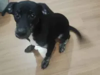 Cachorro raça SRD-ViraLata idade 2 a 6 meses nome Ozzy