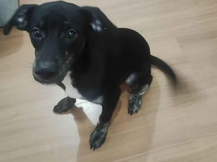 Cachorro raça SRD-ViraLata idade 2 a 6 meses nome Ozzy