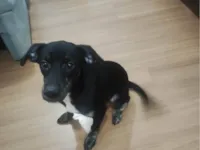 Cachorro raça SRD-ViraLata idade 2 a 6 meses nome Ozzy