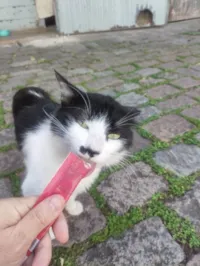 Gato raça SRD-ViraLata idade 2 anos nome Sebastião