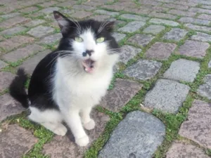 Gato raça SRD-ViraLata idade 2 anos nome Sebastião