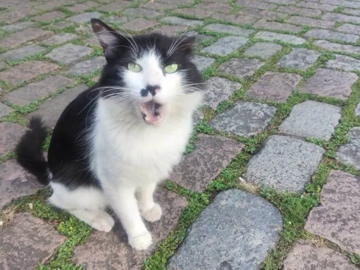 Gato raça SRD-ViraLata idade 2 anos nome Sebastião