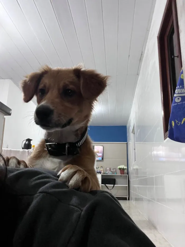 Cachorro raça SRD-ViraLata idade 2 a 6 meses nome charlie brown 