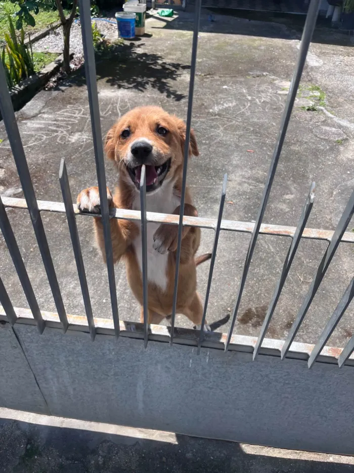 Cachorro raça SRD-ViraLata idade 2 a 6 meses nome charlie brown 