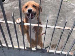 Cachorro raça SRD-ViraLata idade 2 a 6 meses nome charlie brown 