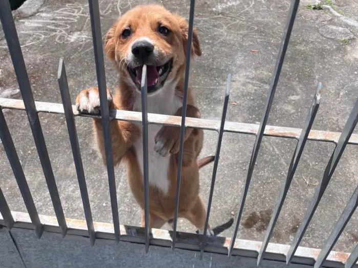 Cachorro raça SRD-ViraLata idade 2 a 6 meses nome charlie brown 