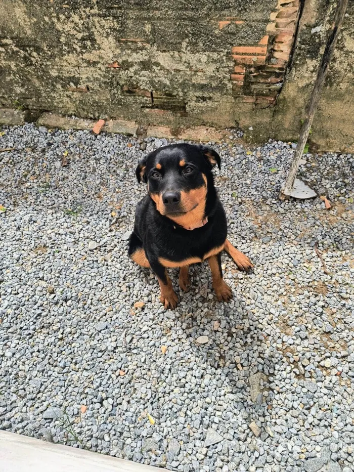 Cachorro raça Rottweiler idade 7 a 11 meses nome Zeus