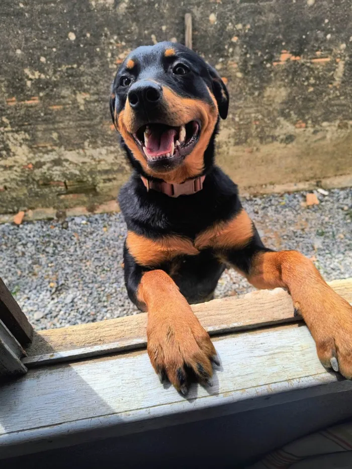 Cachorro raça Rottweiler idade 7 a 11 meses nome Zeus