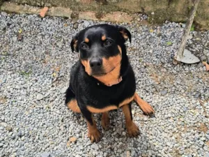 Cachorro raça Rottweiler idade 7 a 11 meses nome Zeus
