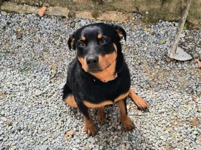 Cachorro raça Rottweiler idade 7 a 11 meses nome Zeus