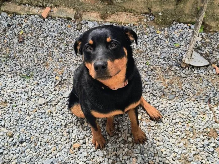 Cachorro raça Rottweiler idade 7 a 11 meses nome Zeus