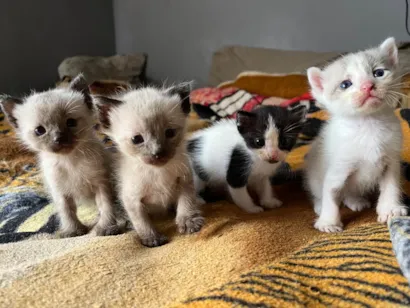 Gato raça SRD-ViraLata idade Abaixo de 2 meses nome Sem nomes
