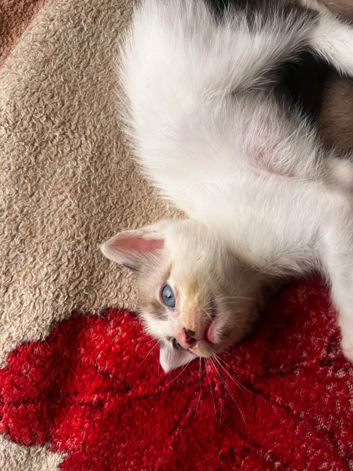 Gato raça SRD-ViraLata idade Abaixo de 2 meses nome Sem nomes