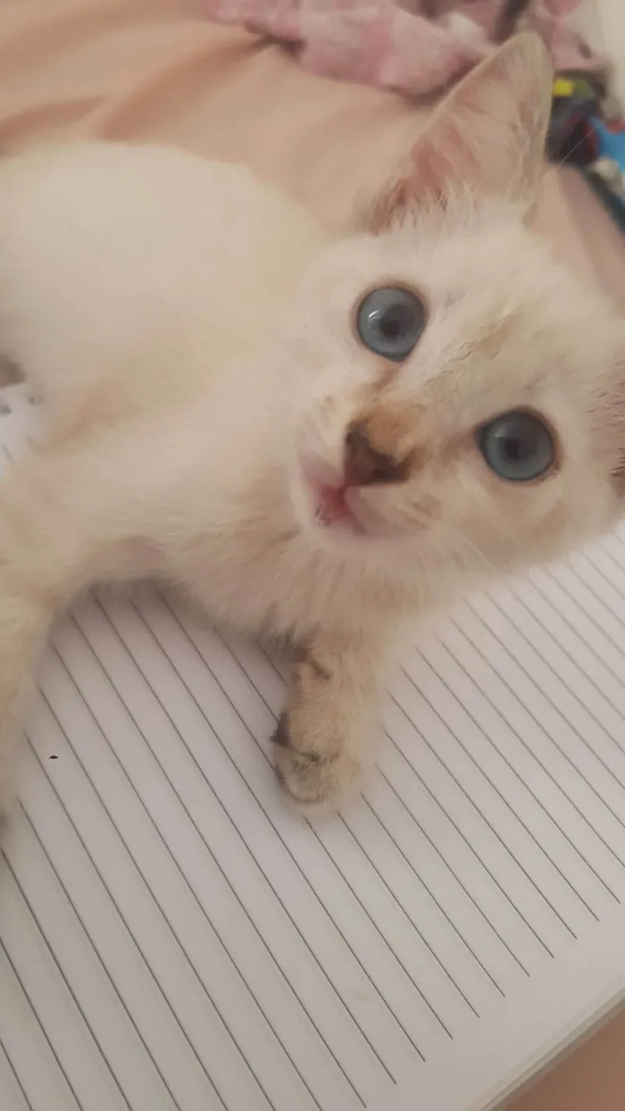 Gato raça SRD-ViraLata idade 2 a 6 meses nome Didi