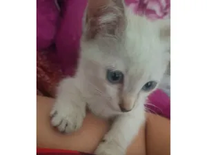 Gato raça SRD-ViraLata idade 2 a 6 meses nome Didi