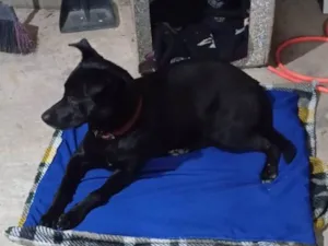 Cachorro raça SRD-ViraLata idade 1 ano nome Tom