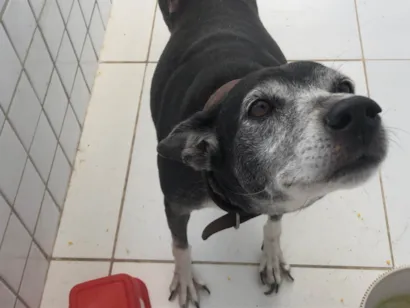 Cachorro raça SRD-ViraLata idade 4 anos nome Meg