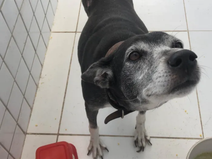 Cachorro raça SRD-ViraLata idade 4 anos nome Meg