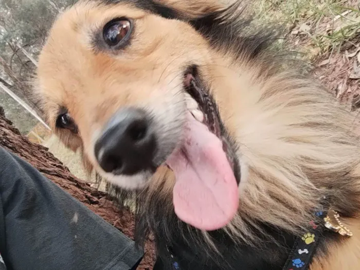 Cachorro raça SRD-ViraLata idade 1 ano nome Paçoca 