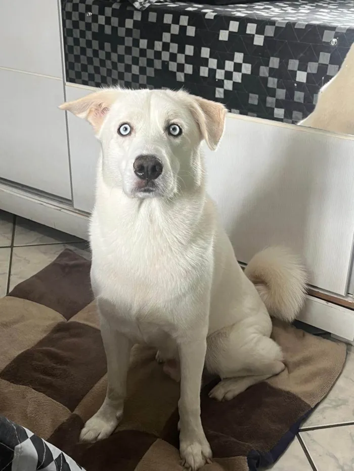 Cachorro raça SRD-ViraLata idade 4 anos nome Ozzy