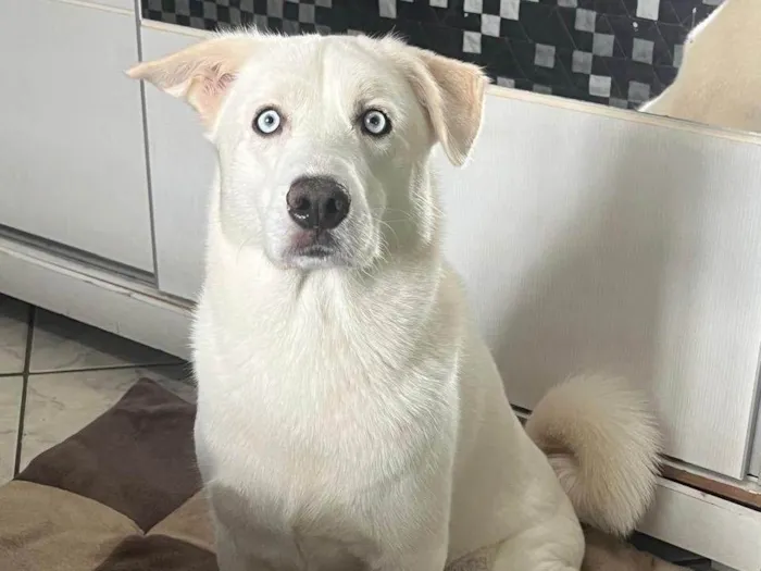 Cachorro raça SRD-ViraLata idade 4 anos nome Ozzy