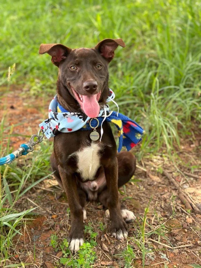 Cachorro raça SRD-ViraLata idade 7 a 11 meses nome Toddy 