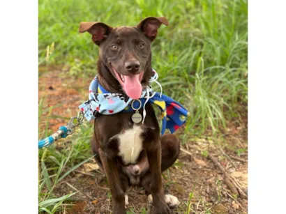 Cachorro raça SRD-ViraLata idade 7 a 11 meses nome Toddy 