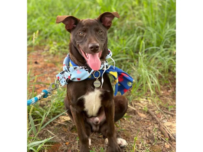 Cachorro raça SRD-ViraLata idade 7 a 11 meses nome Toddy 