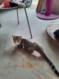 Gato raça SRD-ViraLata idade 2 a 6 meses nome Tigres e Felix